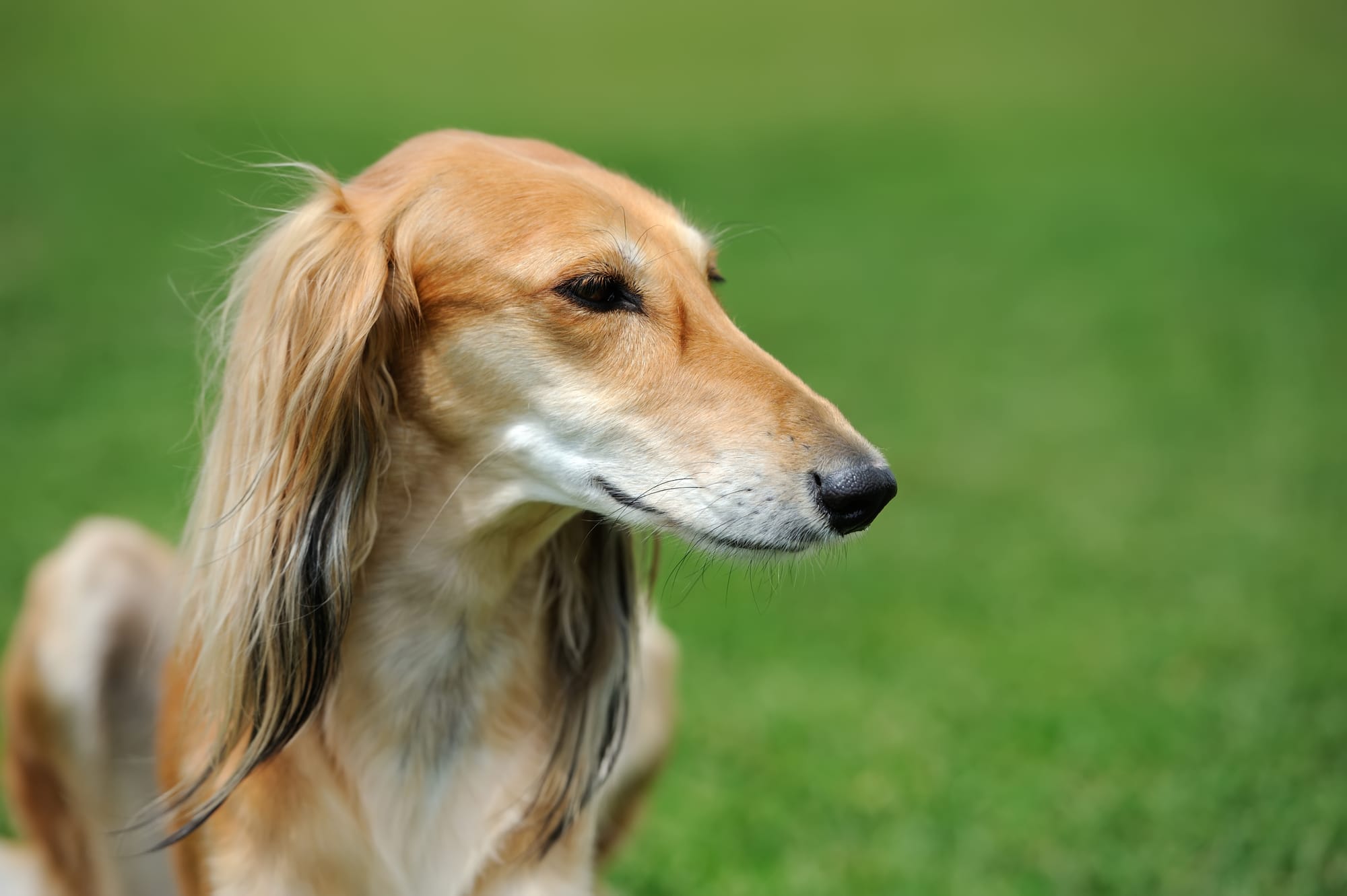 Long Nose Dog