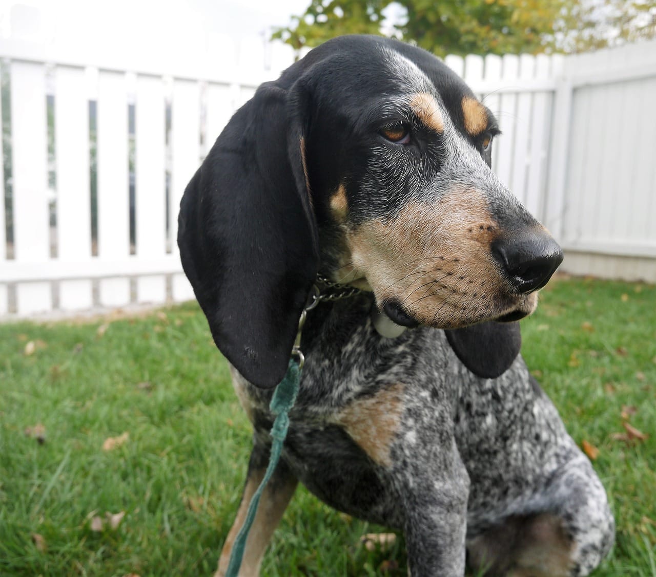 Are Bluetick Coonhounds Affectionate
