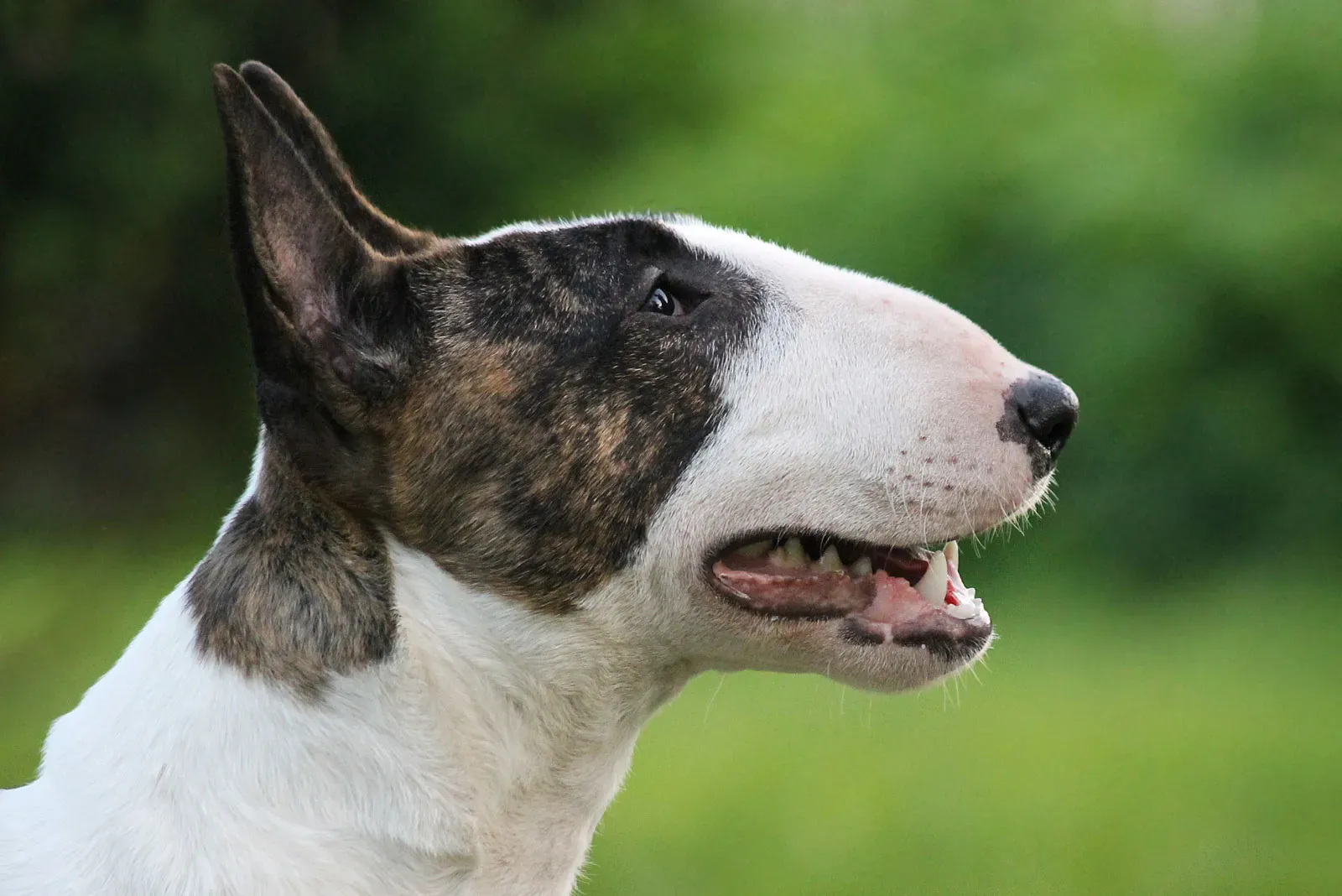Are Bull Terriers Aggressive