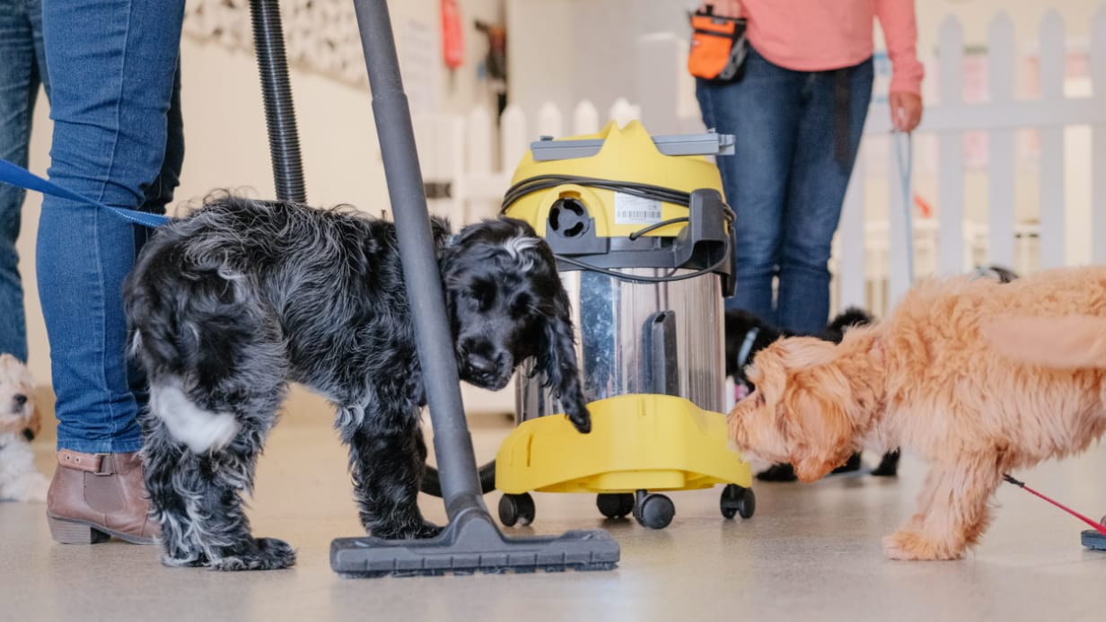 Ultimate Guide Best Broom For Dog Hair & Effective Cleaning