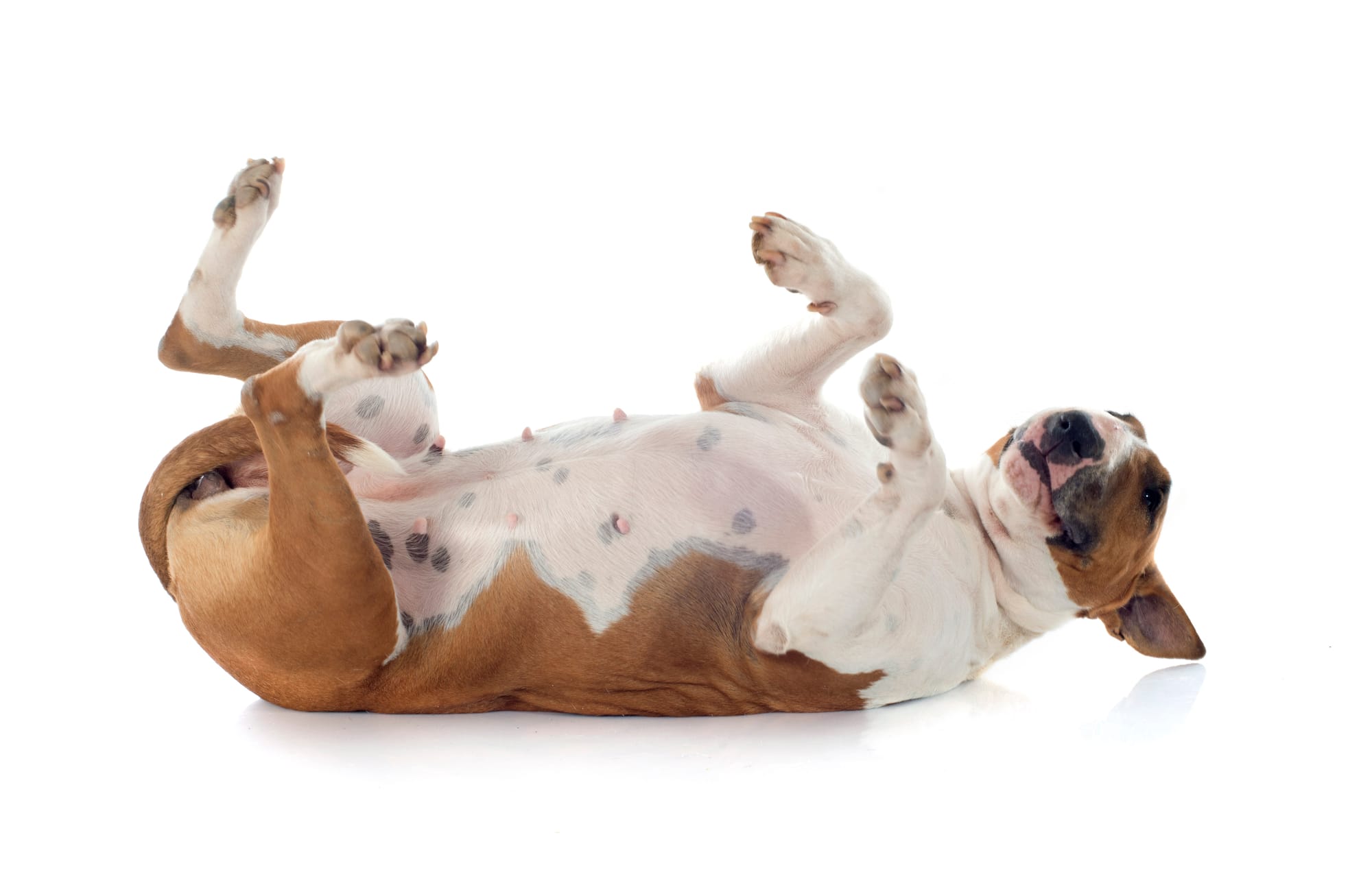Why Do Dogs Show Their Belly