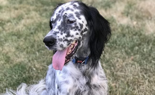 Are English Setters Hypoallergenic