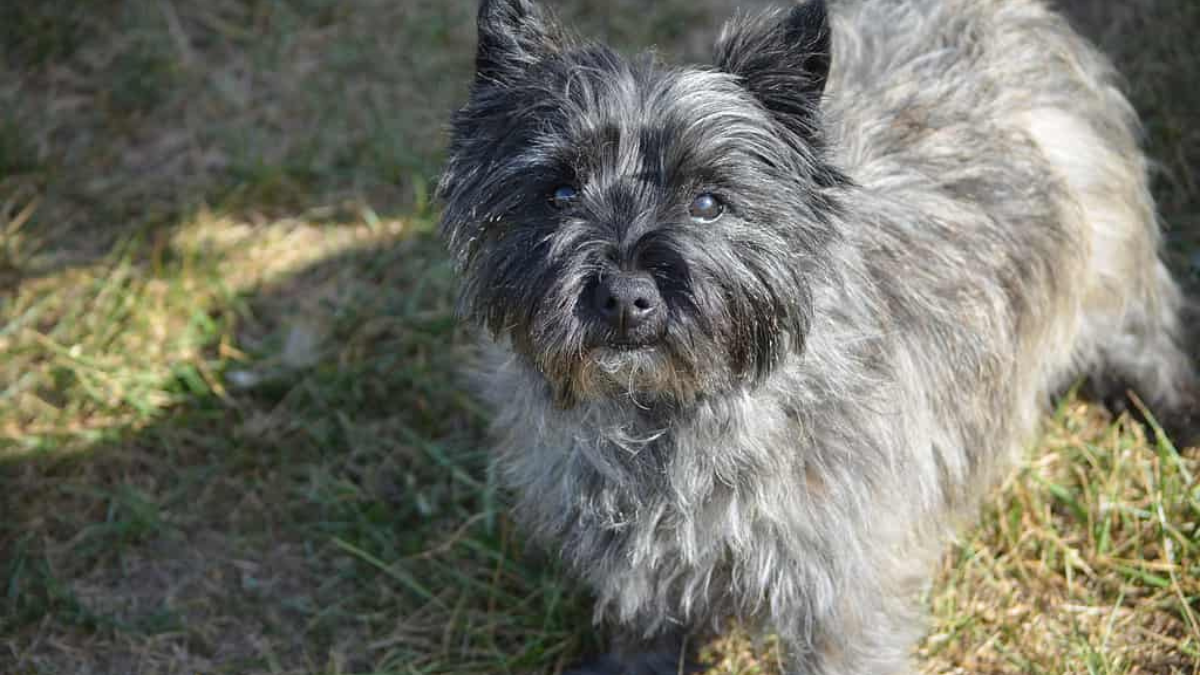 Cairn terrier 2024 colors brindle