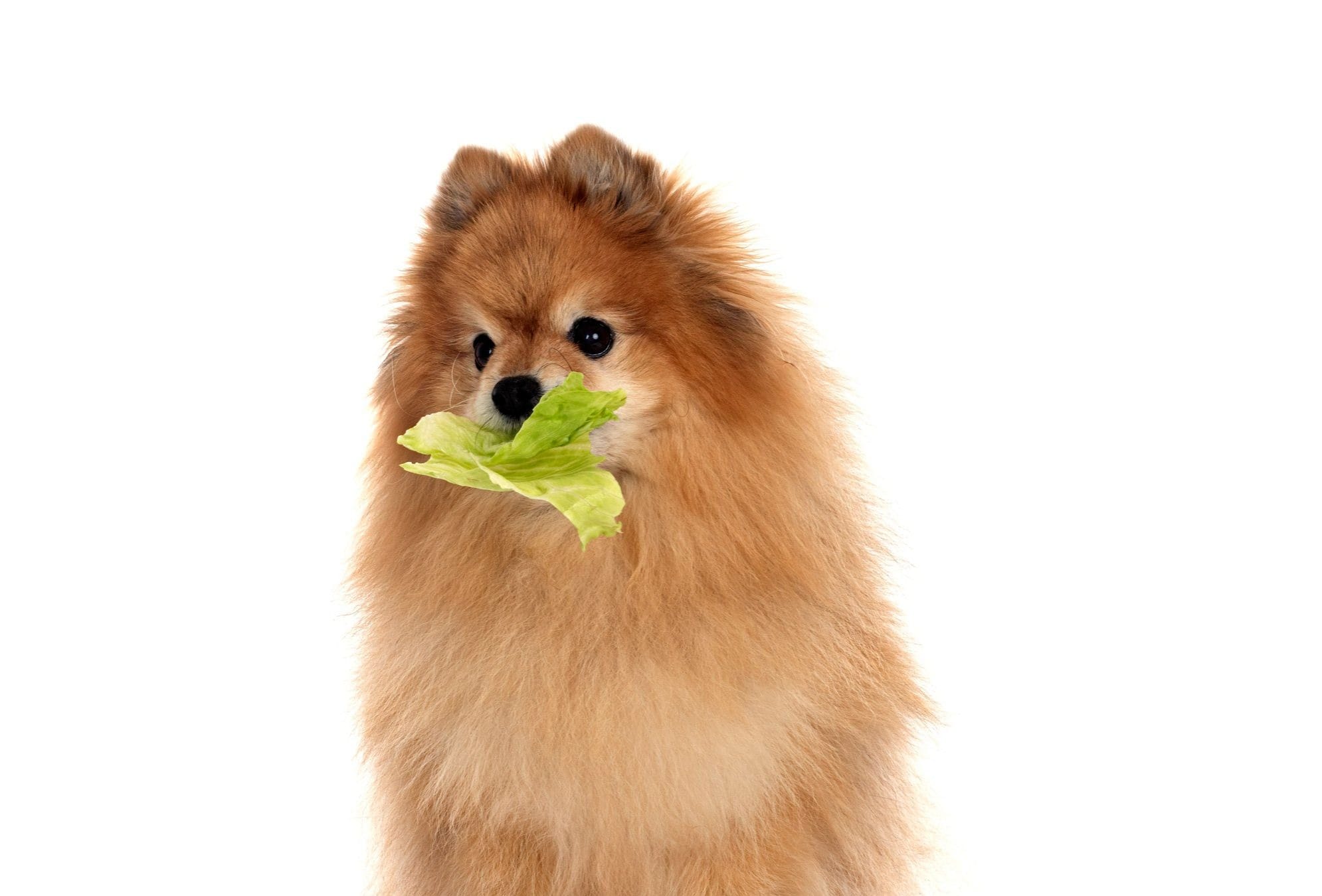 Can Dogs Have Celery