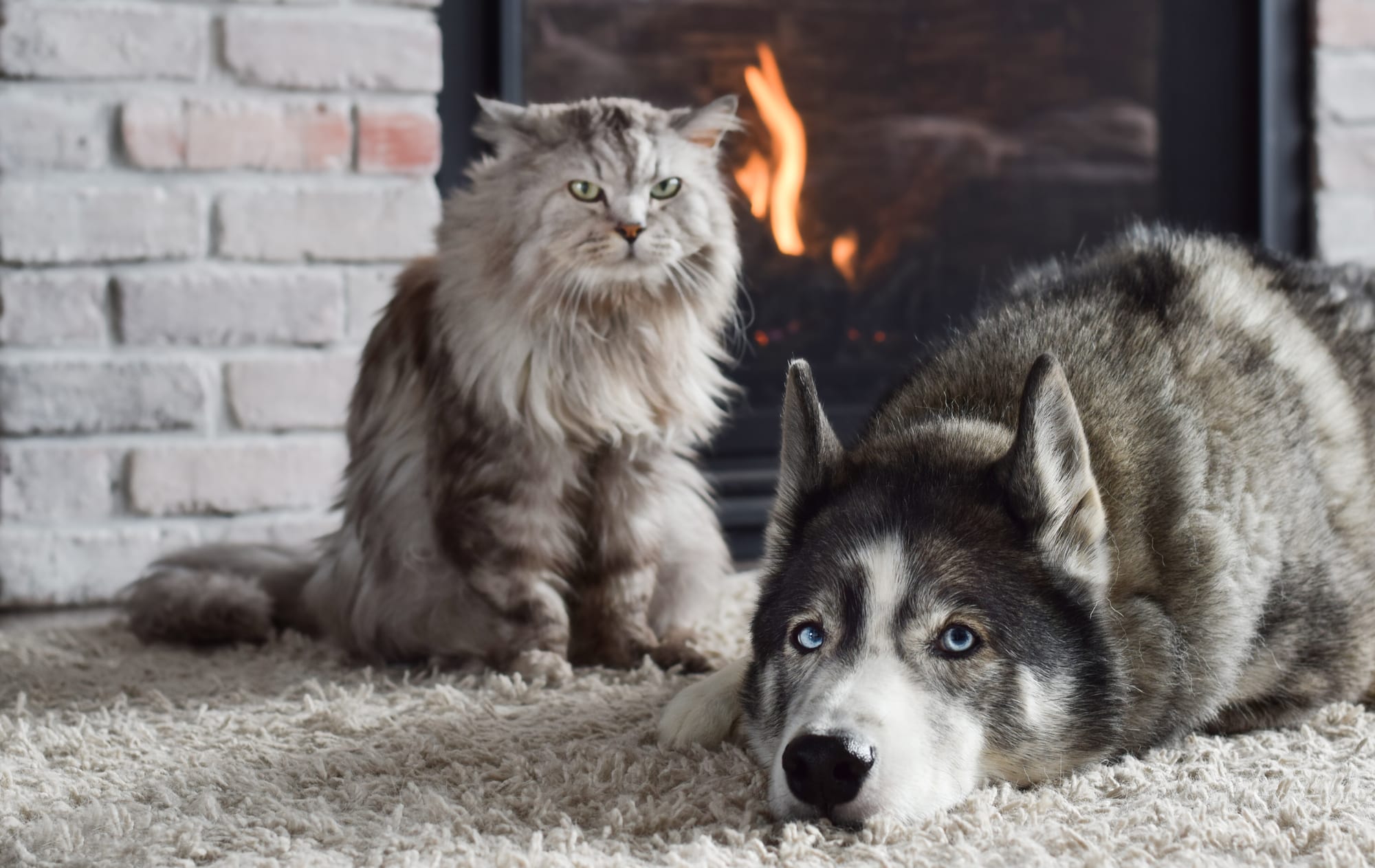 Are Pomsky Good with Cats