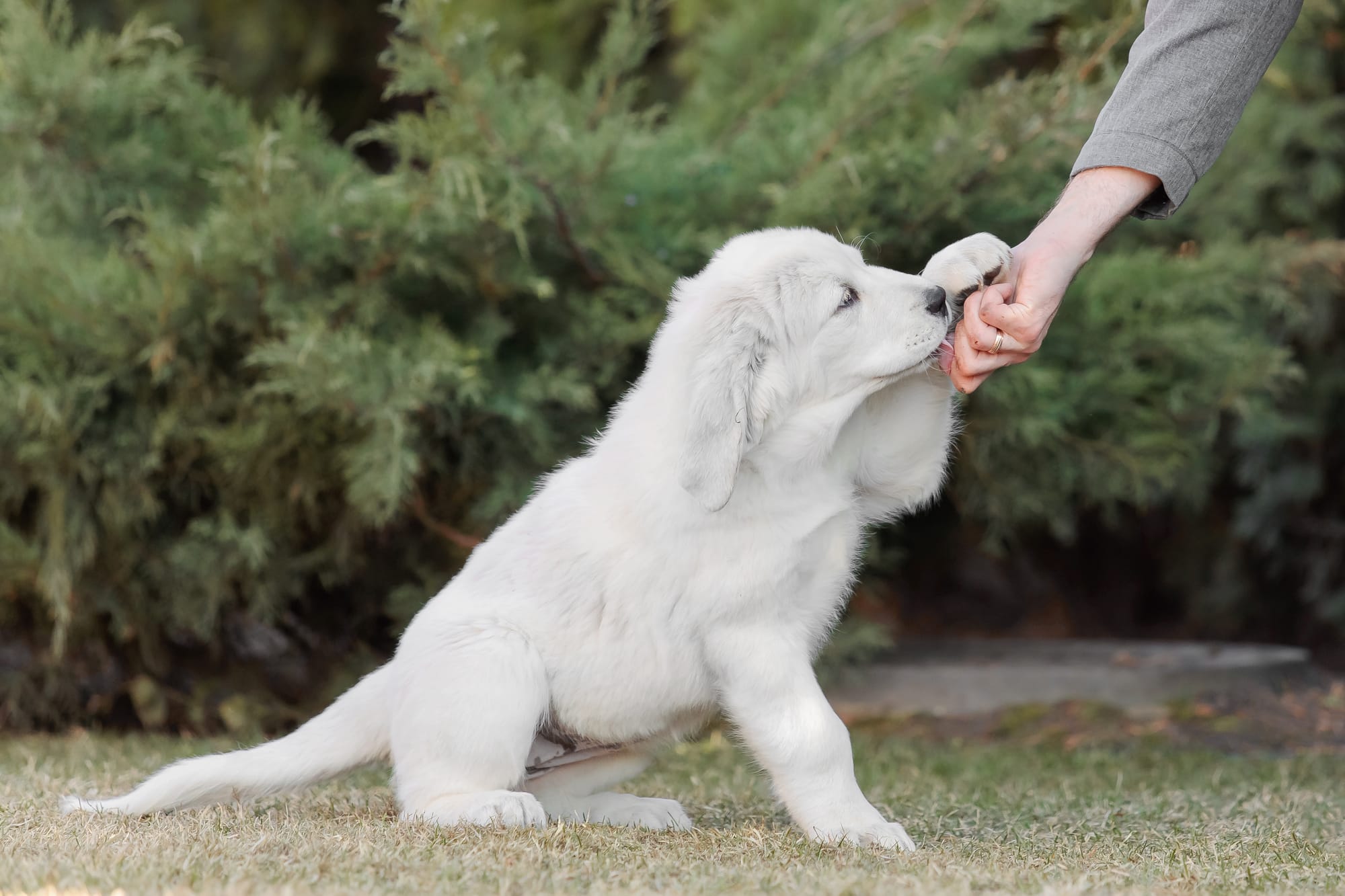 How to Play with a Puppy