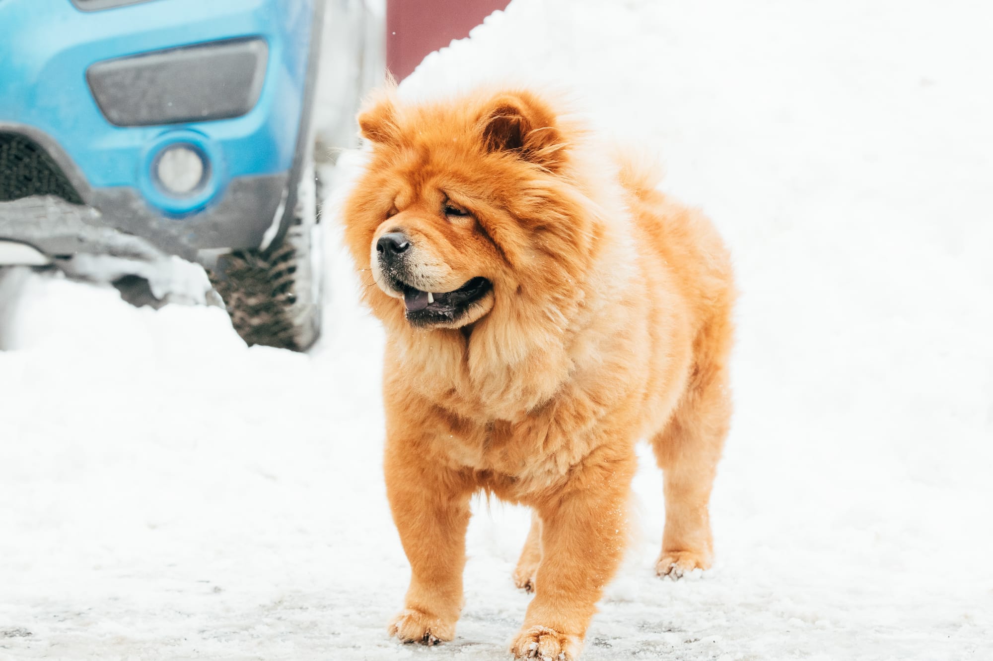 Can Chow Chow Live in Cold Weather