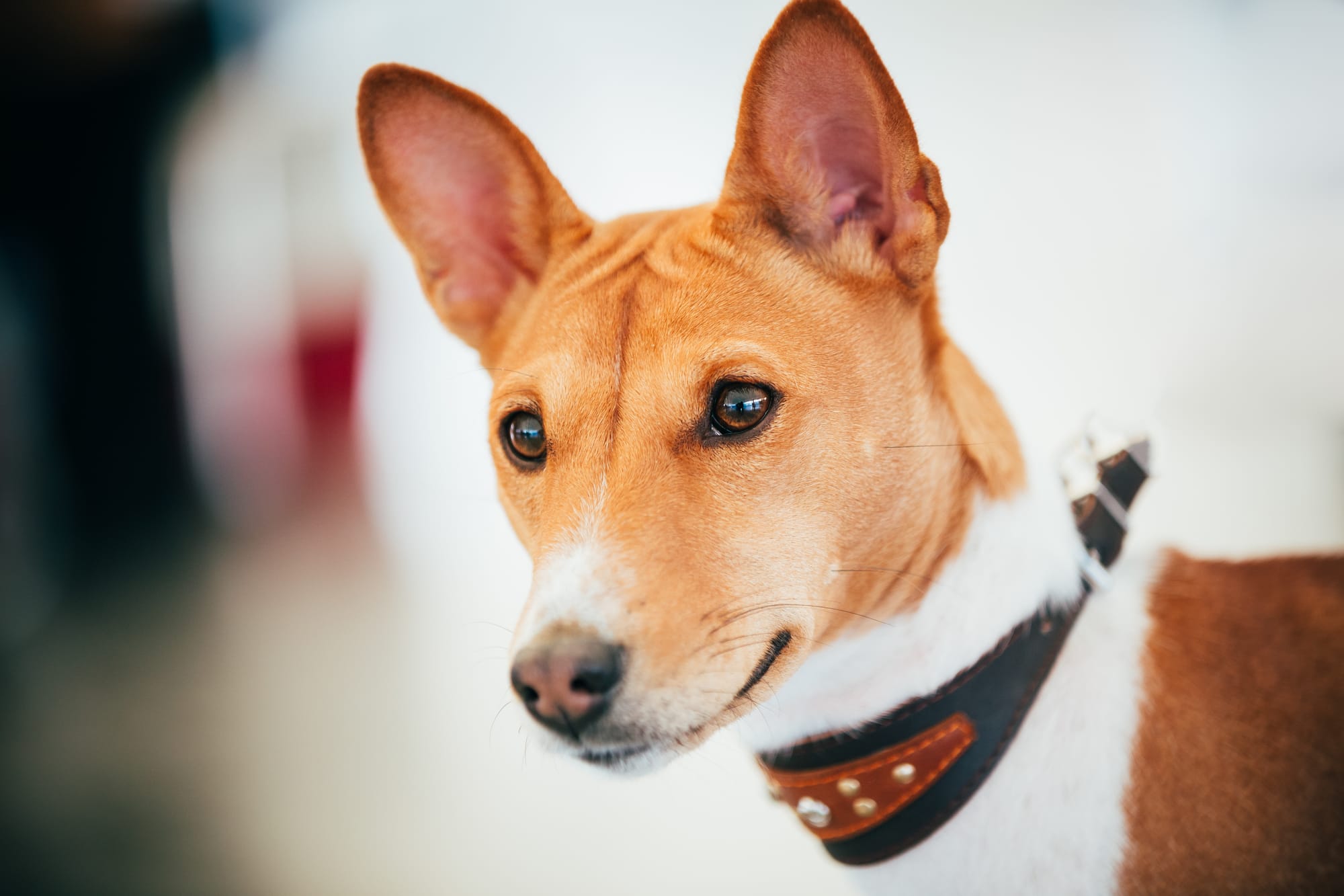 Are Basenji Dogs Rare