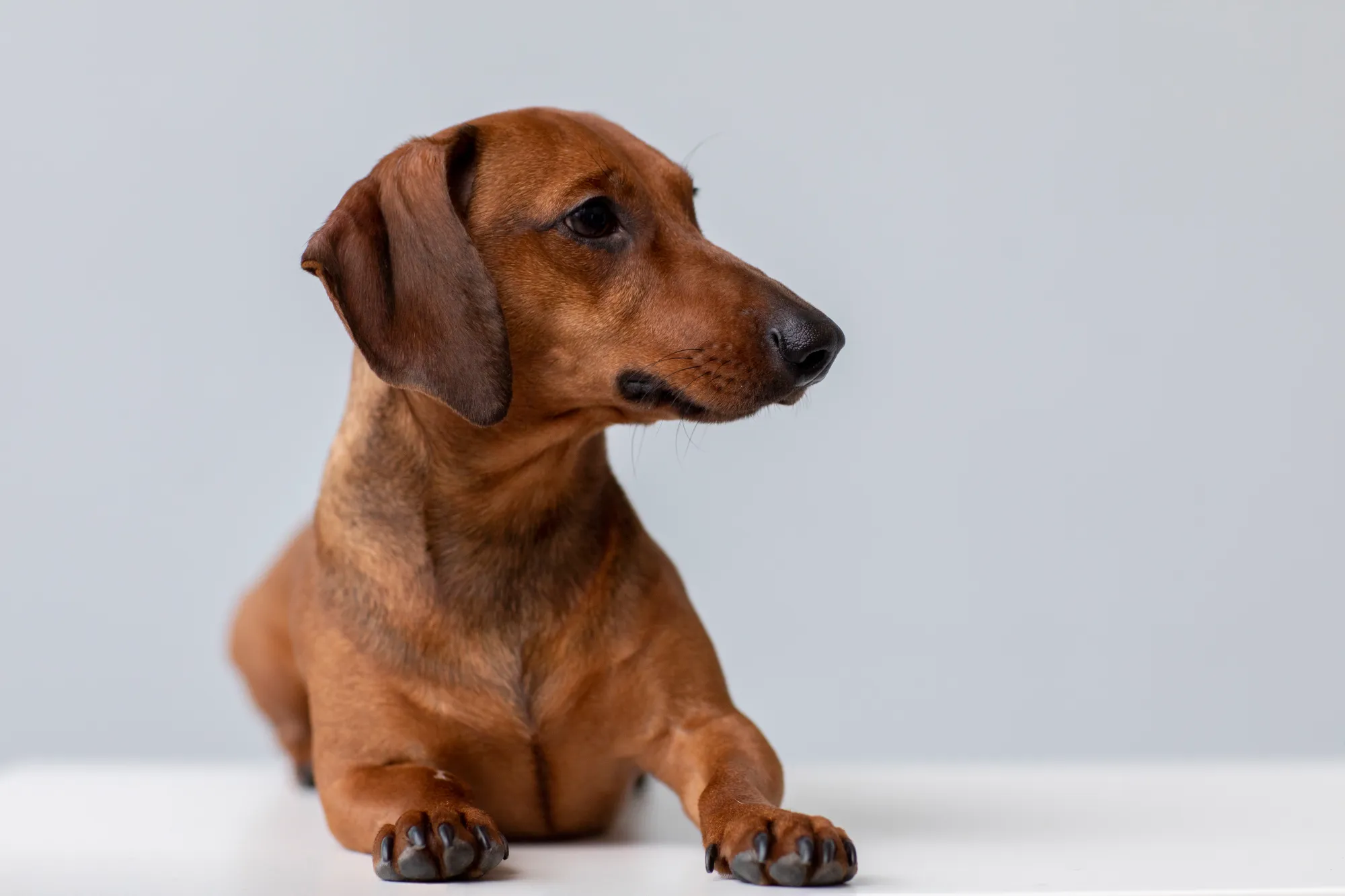 How to Potty Train a Dachshund