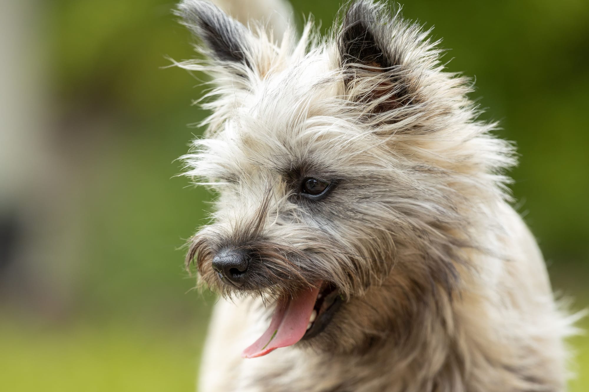 Are Cairn Terriers Good with Cats?