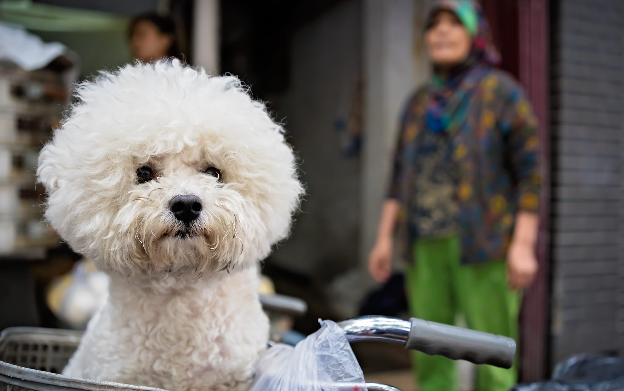 Are Bichon Frise Always White