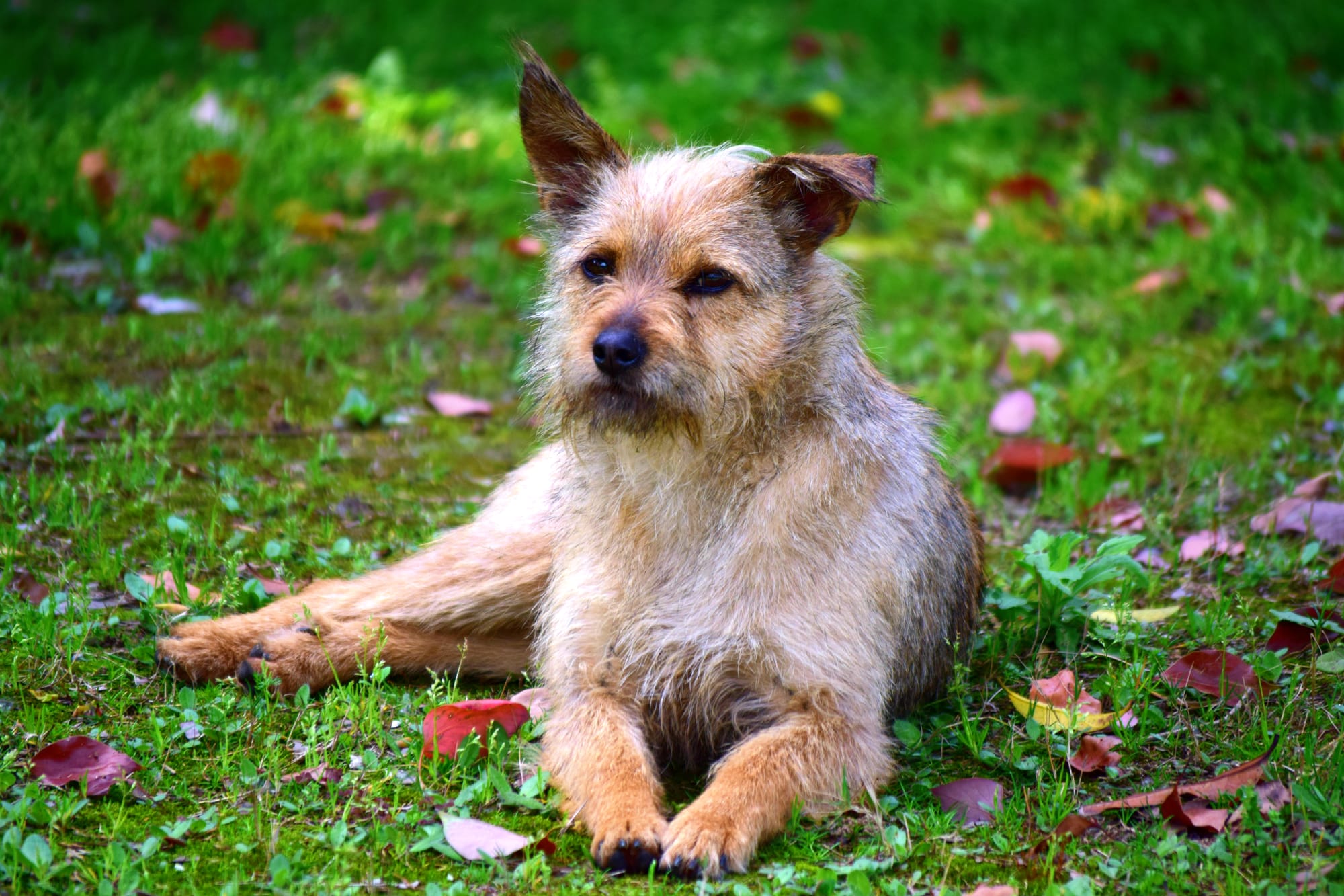 Do Cairn Terriers Bark a Lot
