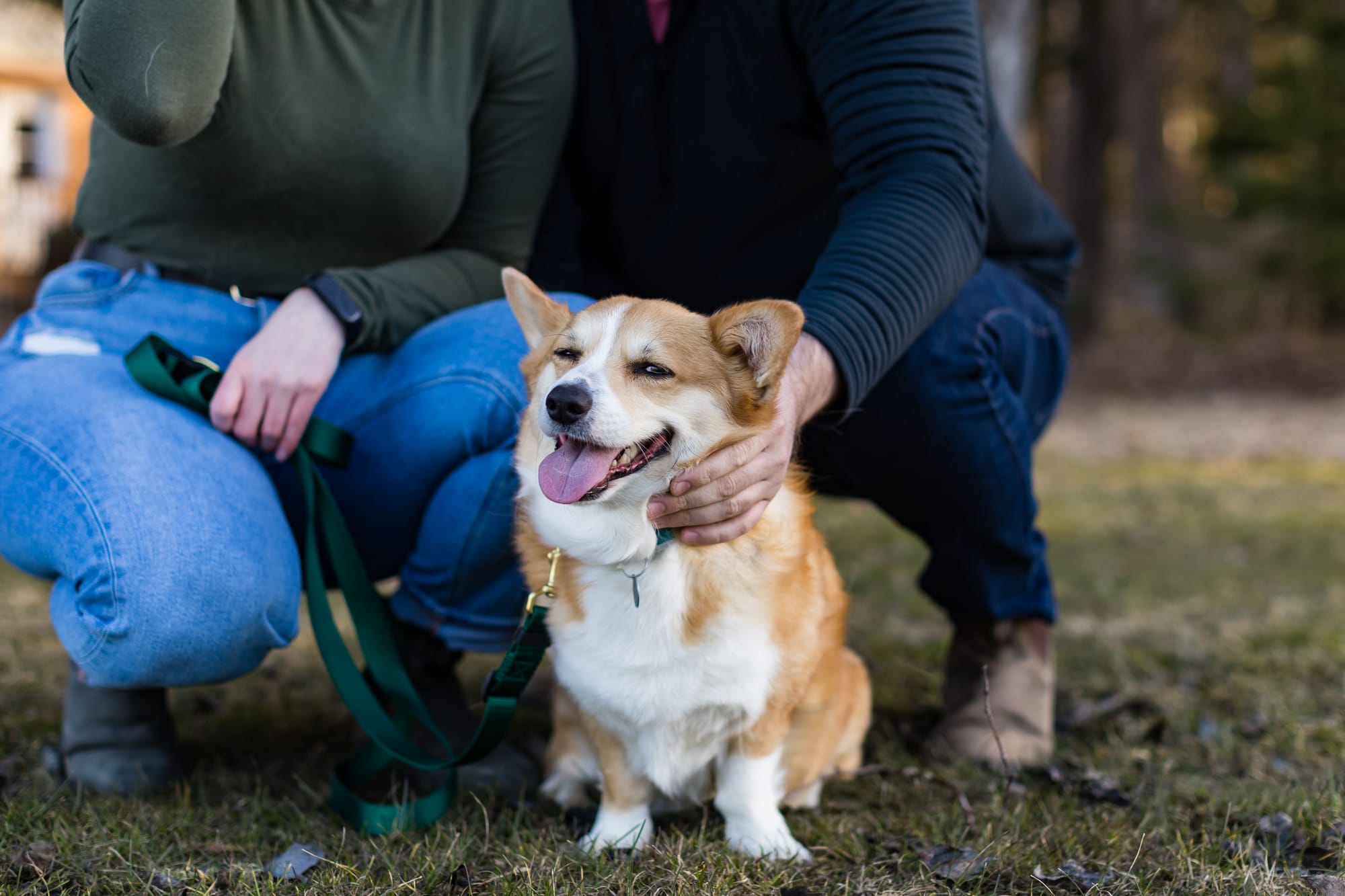 Corgi and sales blue heeler