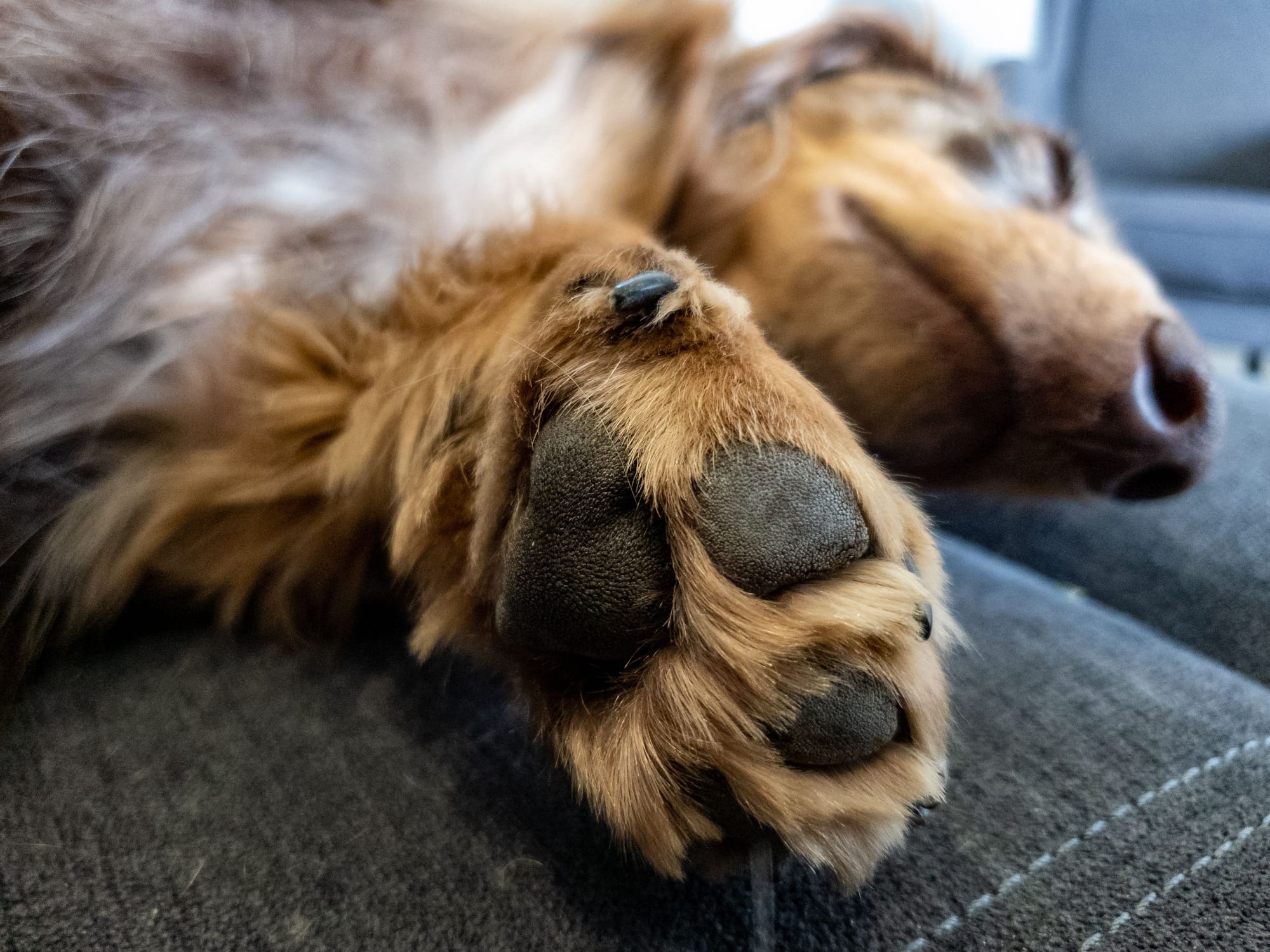 Red Dog Paws