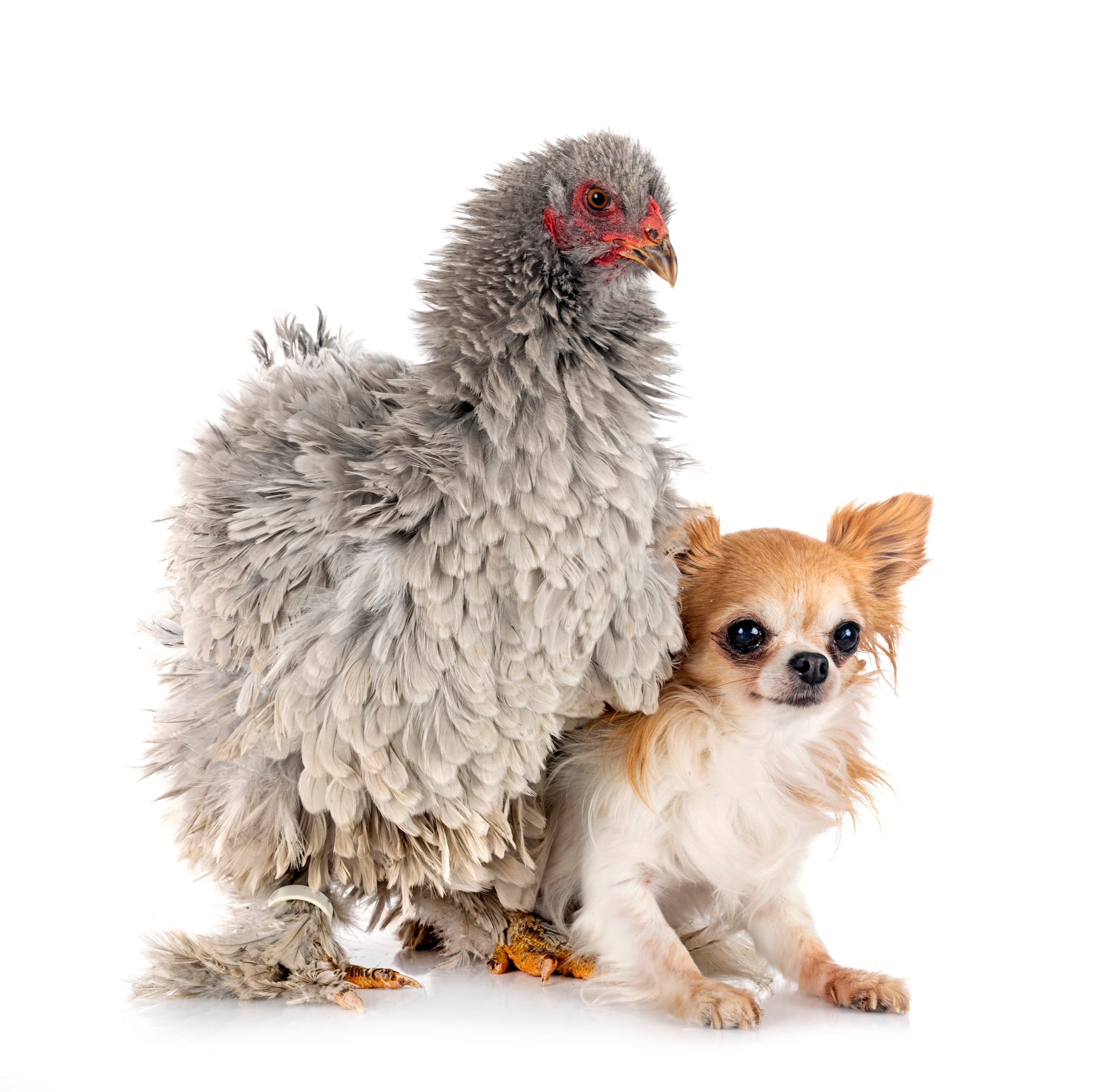 Dog Allergic to Chicken