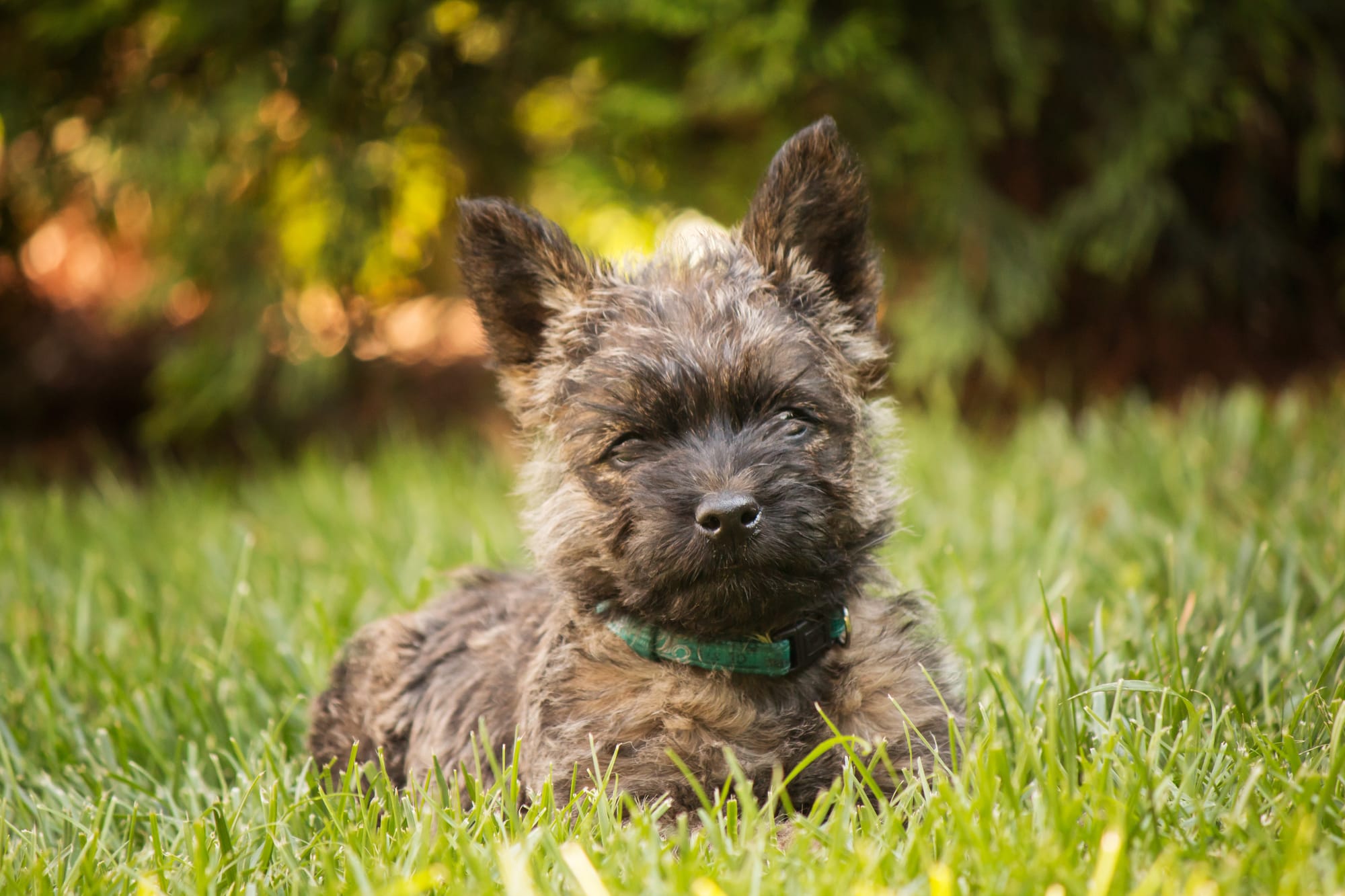 Are Cairn Terriers Smart?