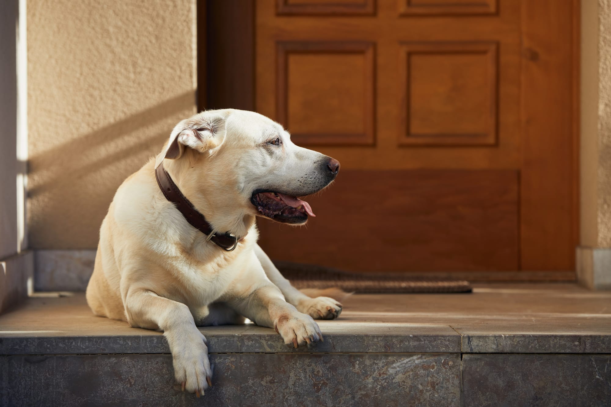 Door Guard For Dogs