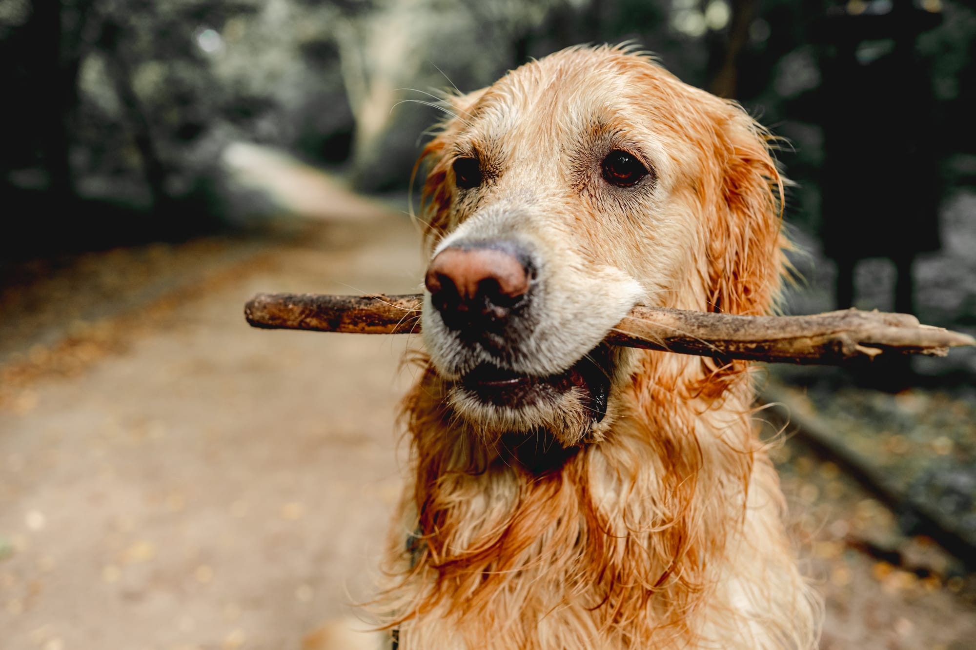 Is It OK For Dogs To Chew On Sticks