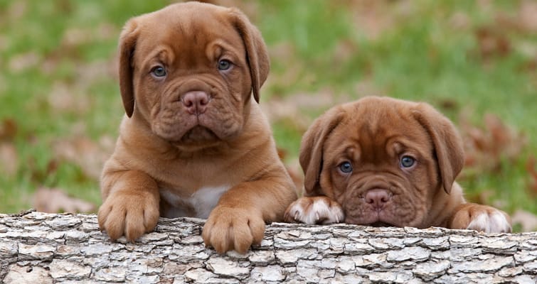 How Much Are Mastiff Puppies