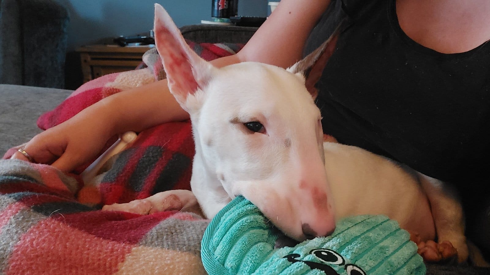 Are Bull Terriers Good Family Dogs