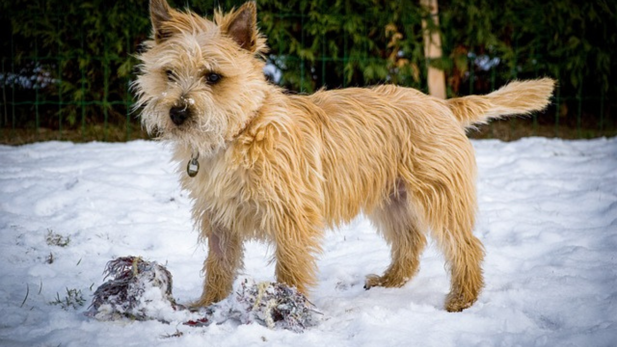 Do cairn hot sale terriers shed