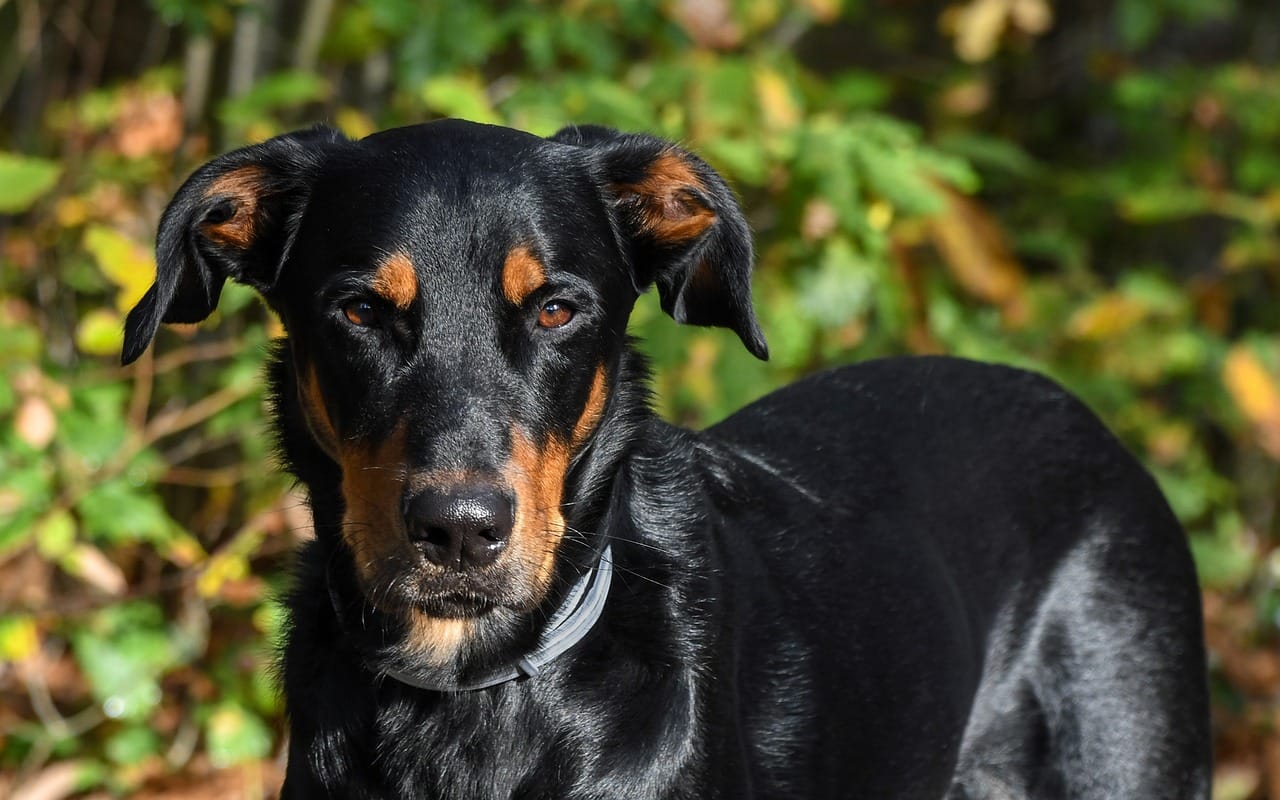 Are Beaucerons Good with Cats