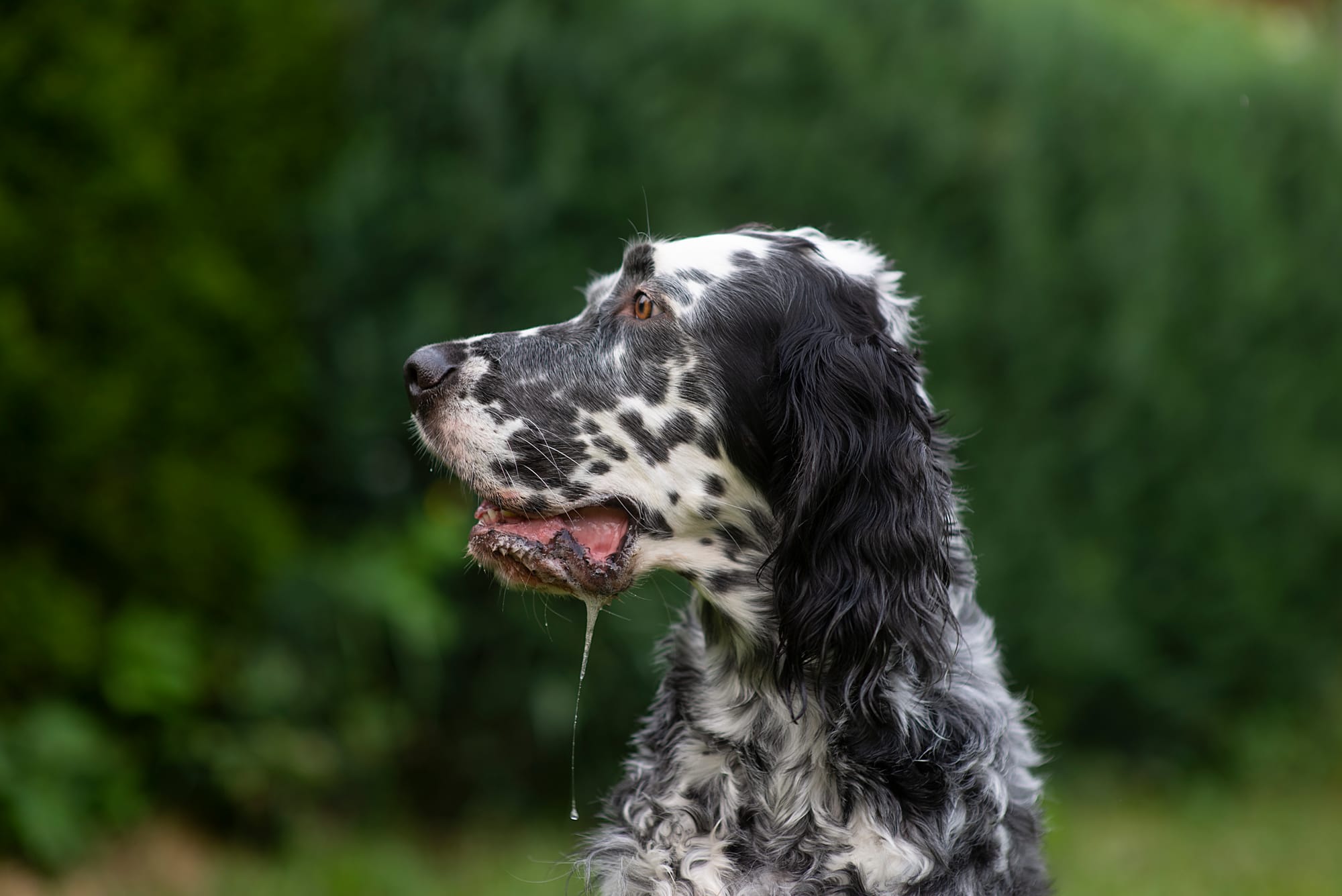 Are English Setters Good With Cats