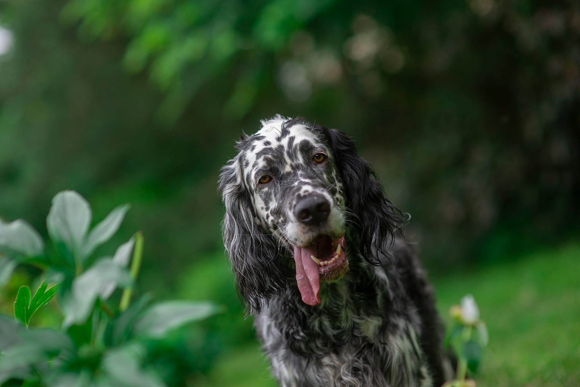 Can English Setters Live in Apartments