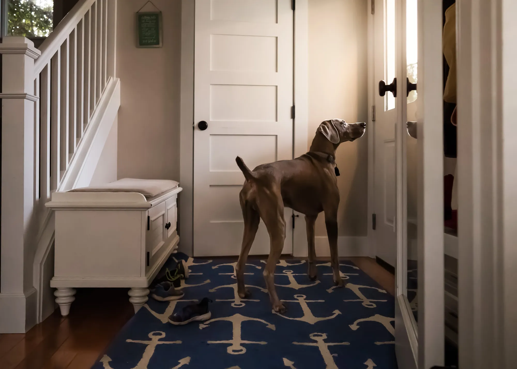 How to Protect Your Door from Dog Scratching