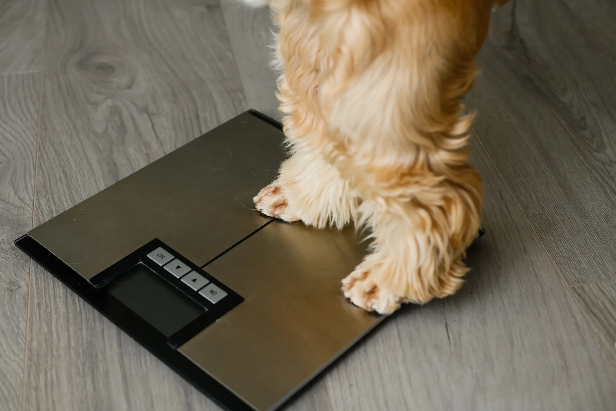 How Much Does a Miniature Poodle Weigh