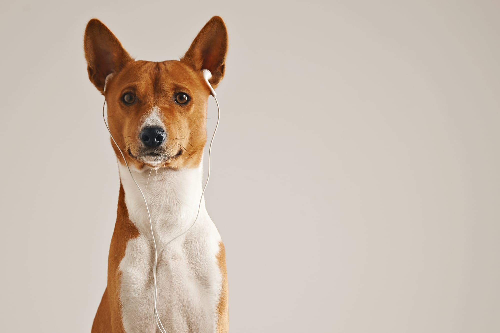 Are Basenji Dogs Hypoallergenic