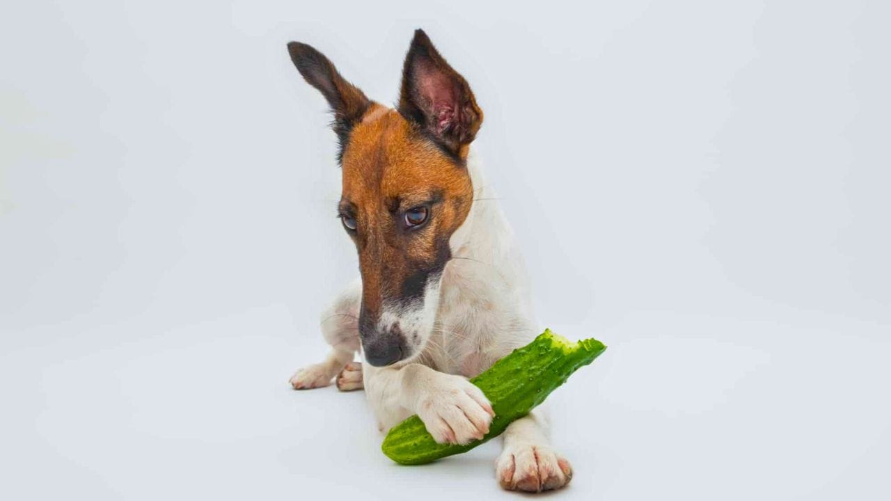 Can Dogs Have Cucumbers