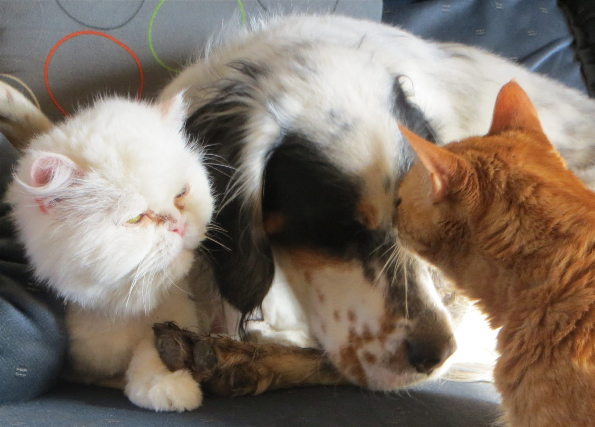 Are English Setters Good with Cats