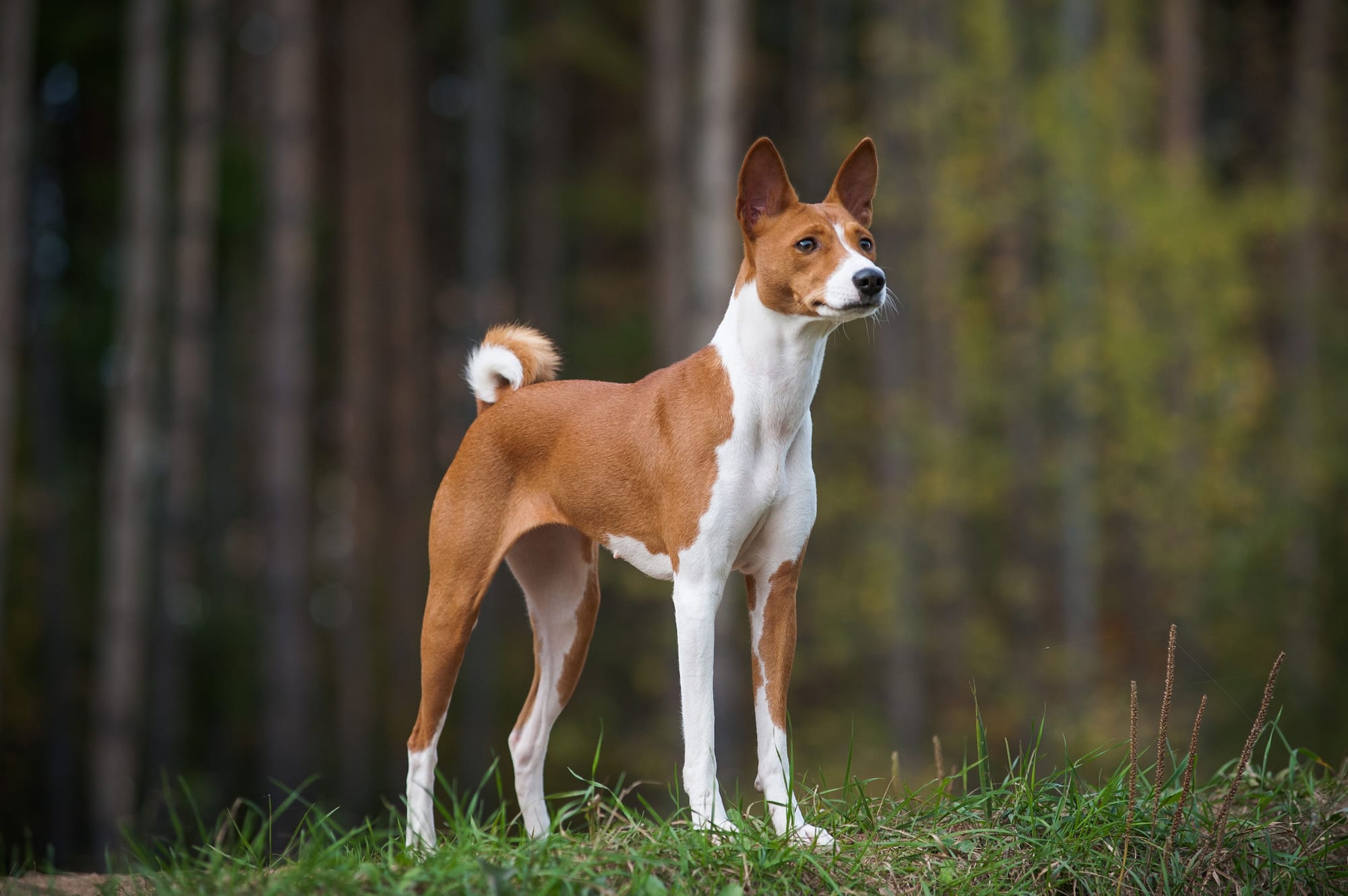 Basenji allergenic hot sale