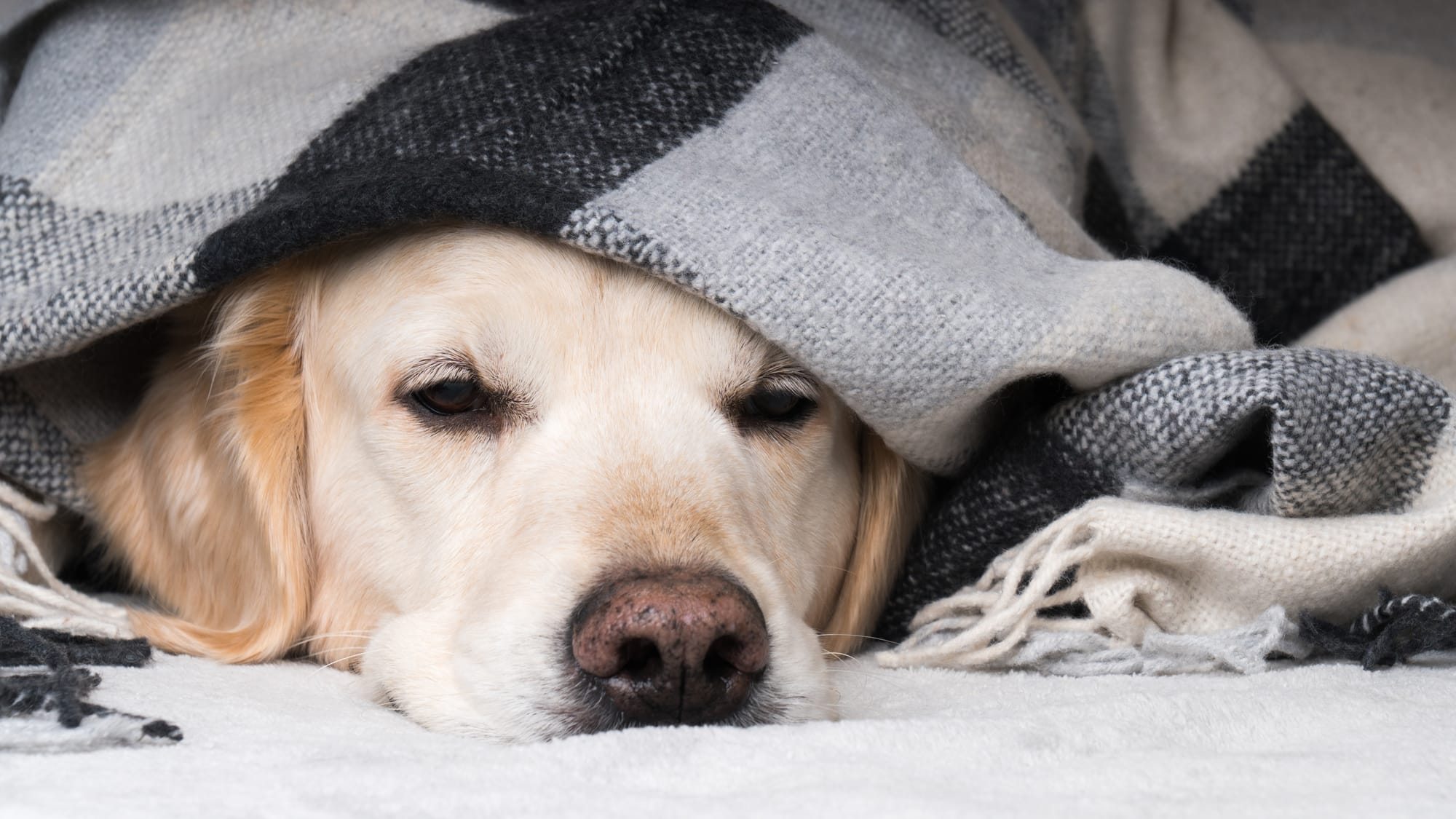 Can Dogs Get Colds