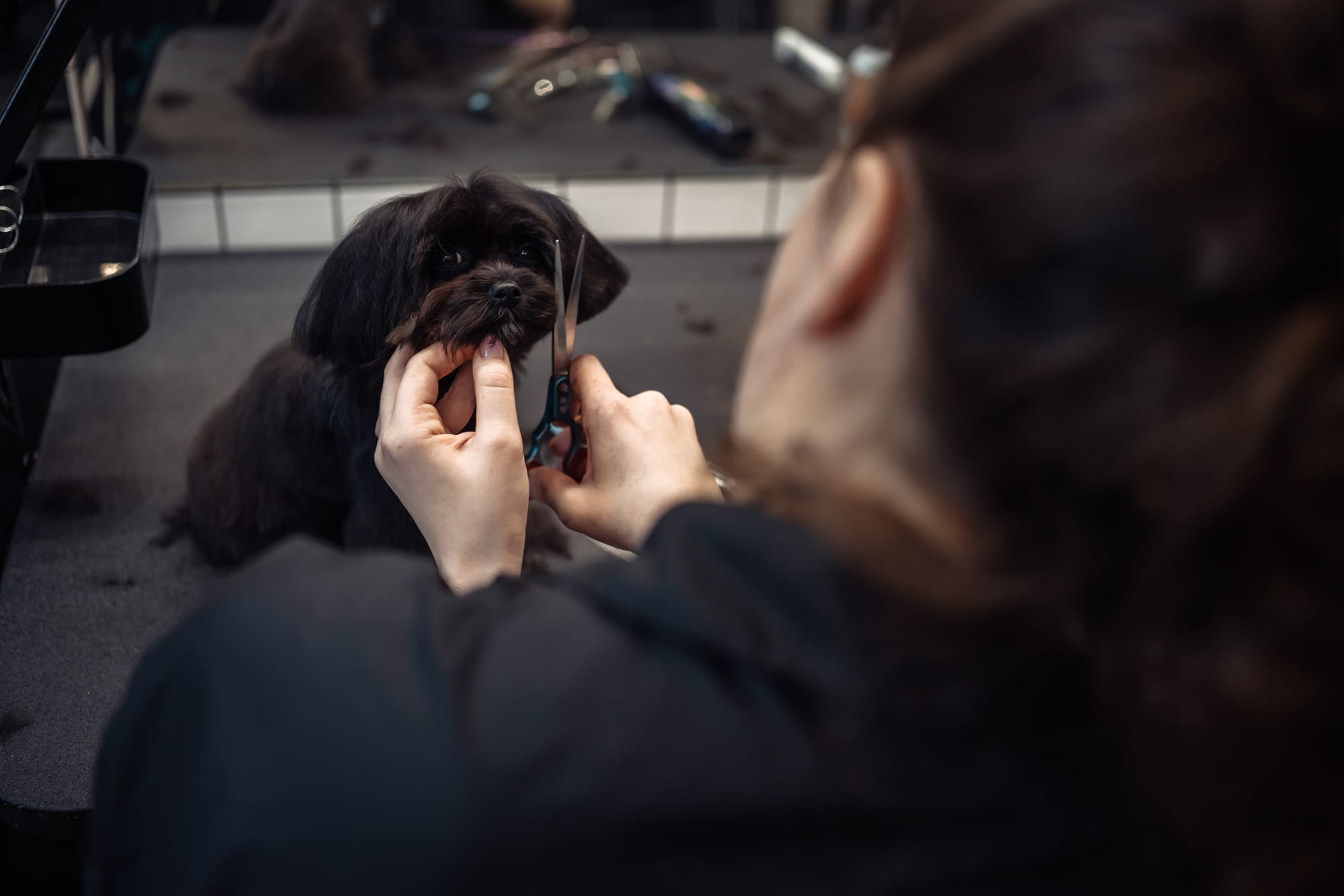 How to Cut Black Dog Nails A Confident and Clear Guide