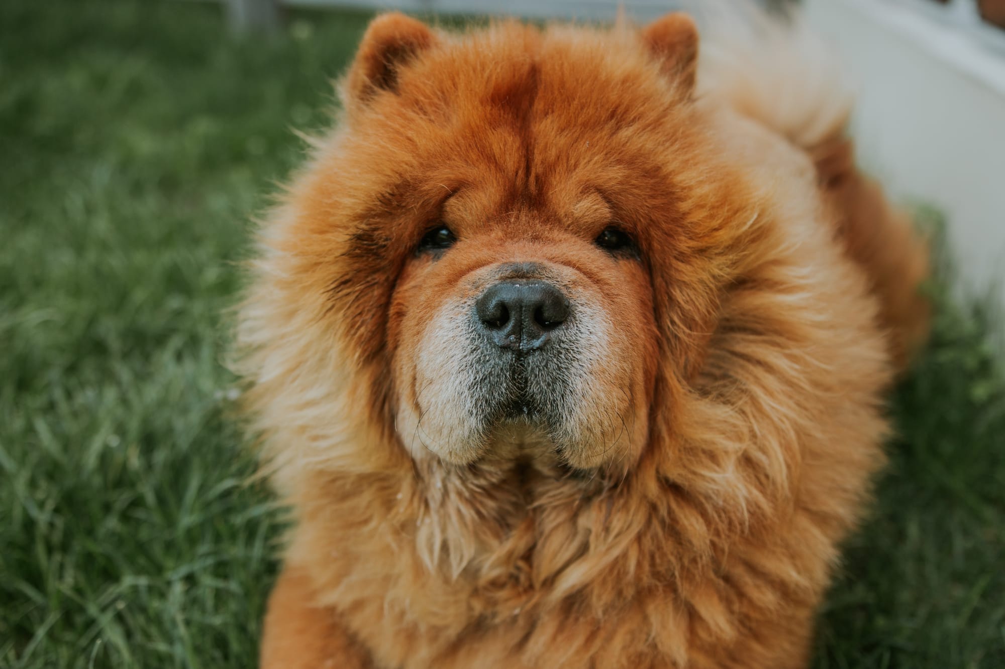 Are Chow Chow Dogs Aggressive