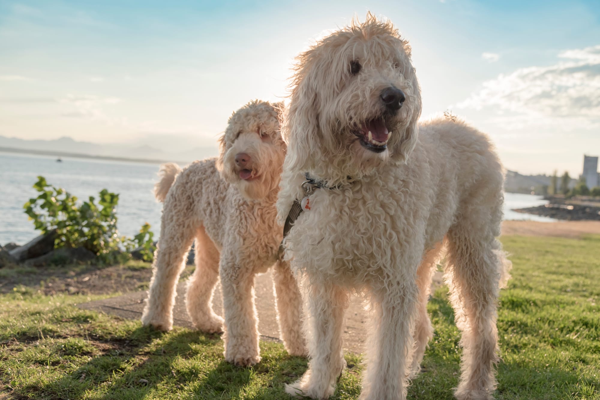 Goldendoodles With Curls So Perfect