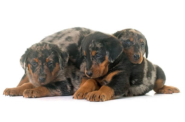 How Much Are Beauceron Puppies