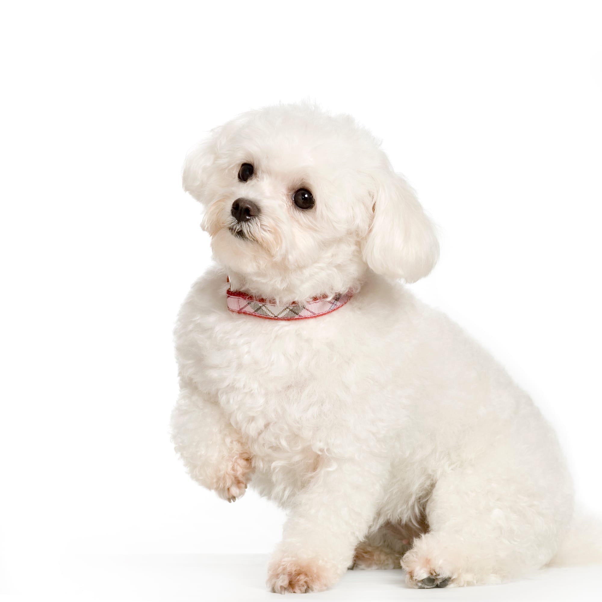 Can Bichon Frise Be Left Alone