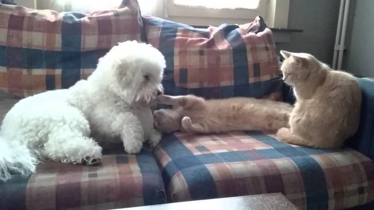Are Bichon Frise Good with Cats