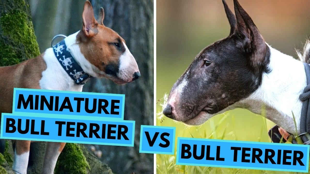 Mini Bull Terrier vs Bull Terrier