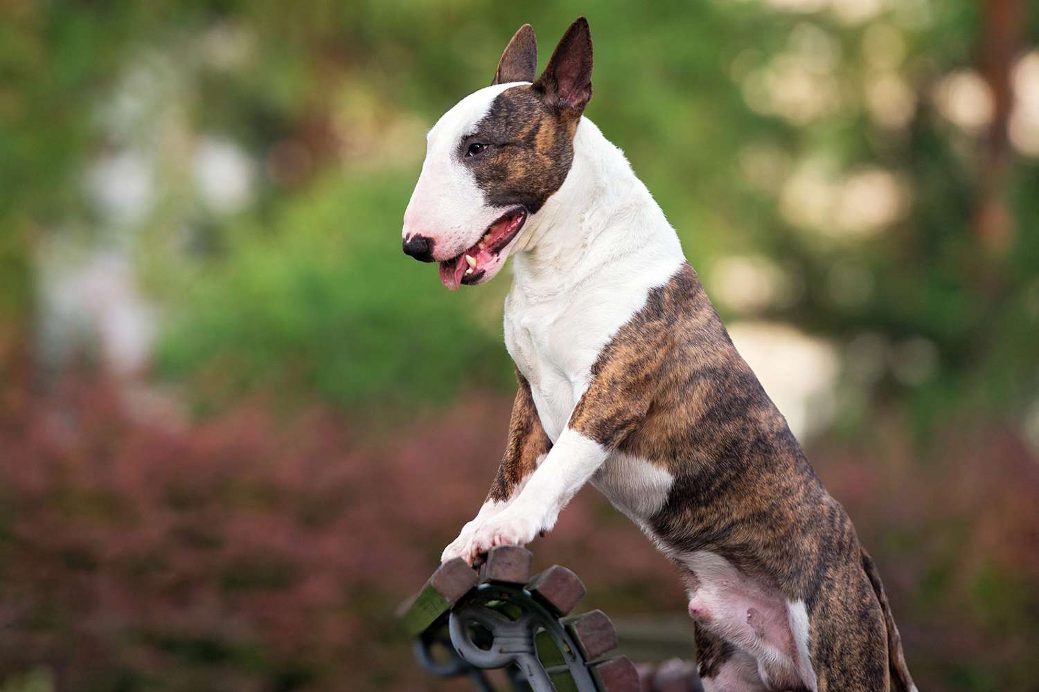 Bull terrier hot sale playing