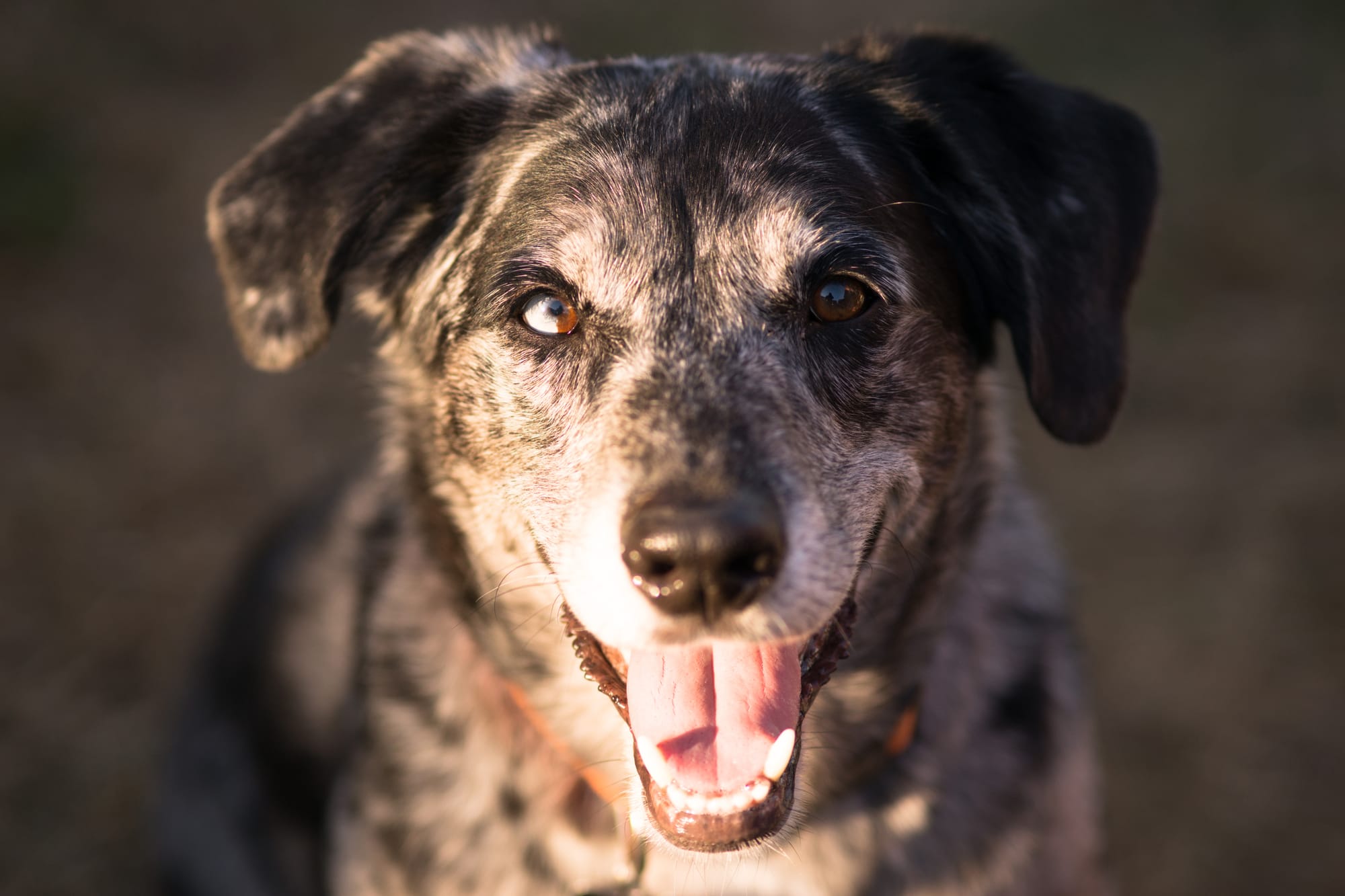 10 Catahoula Leopard Dogs That Are More Colorful Than Your Average Painting