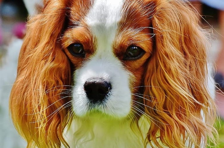 How Much Does a Cavalier King Charles Spaniel Cost