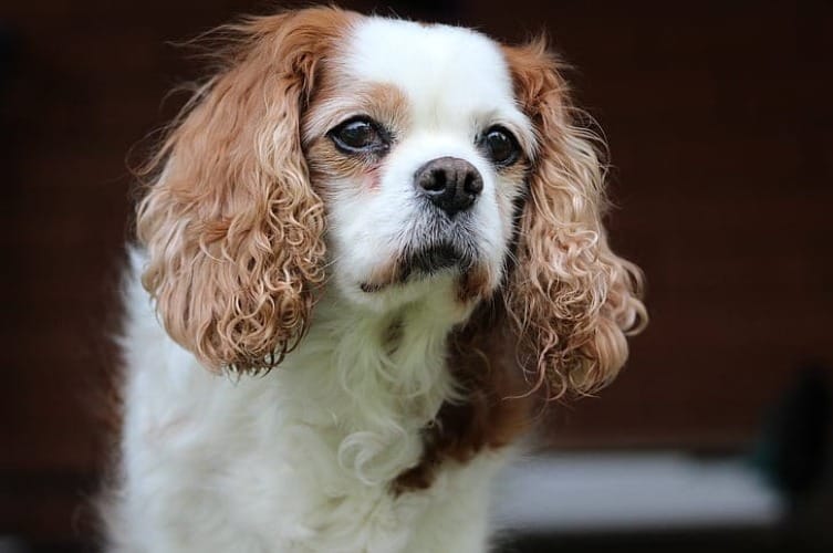 How Much Does a Cavalier King Charles Spaniel Cost