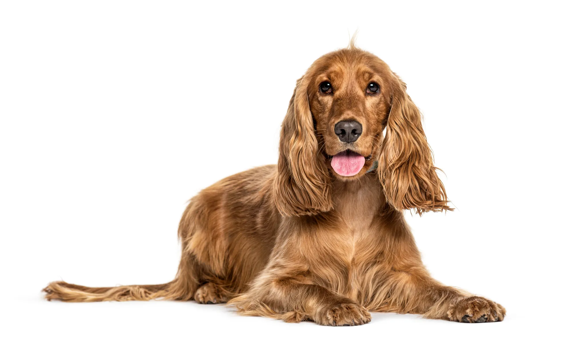 English Cocker Spaniel Price