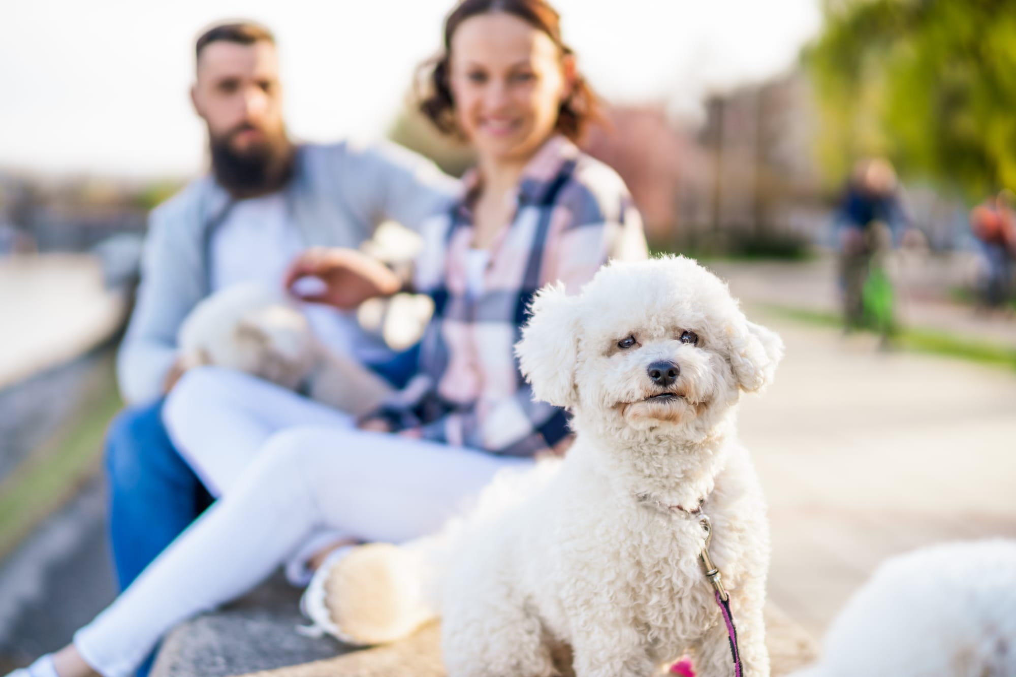 Are Bichon Frise Friendly