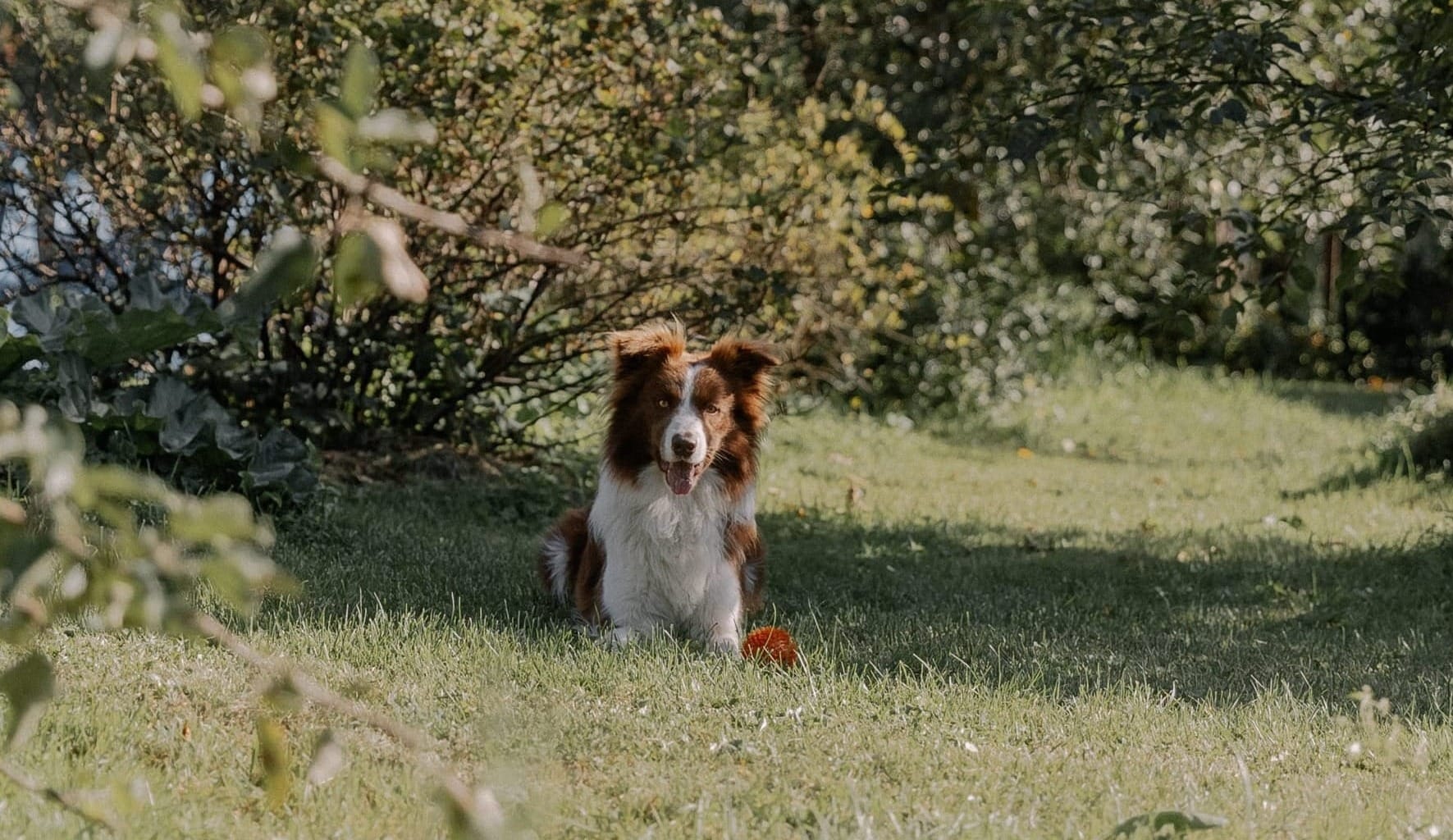 Are Collies Herding Dogs