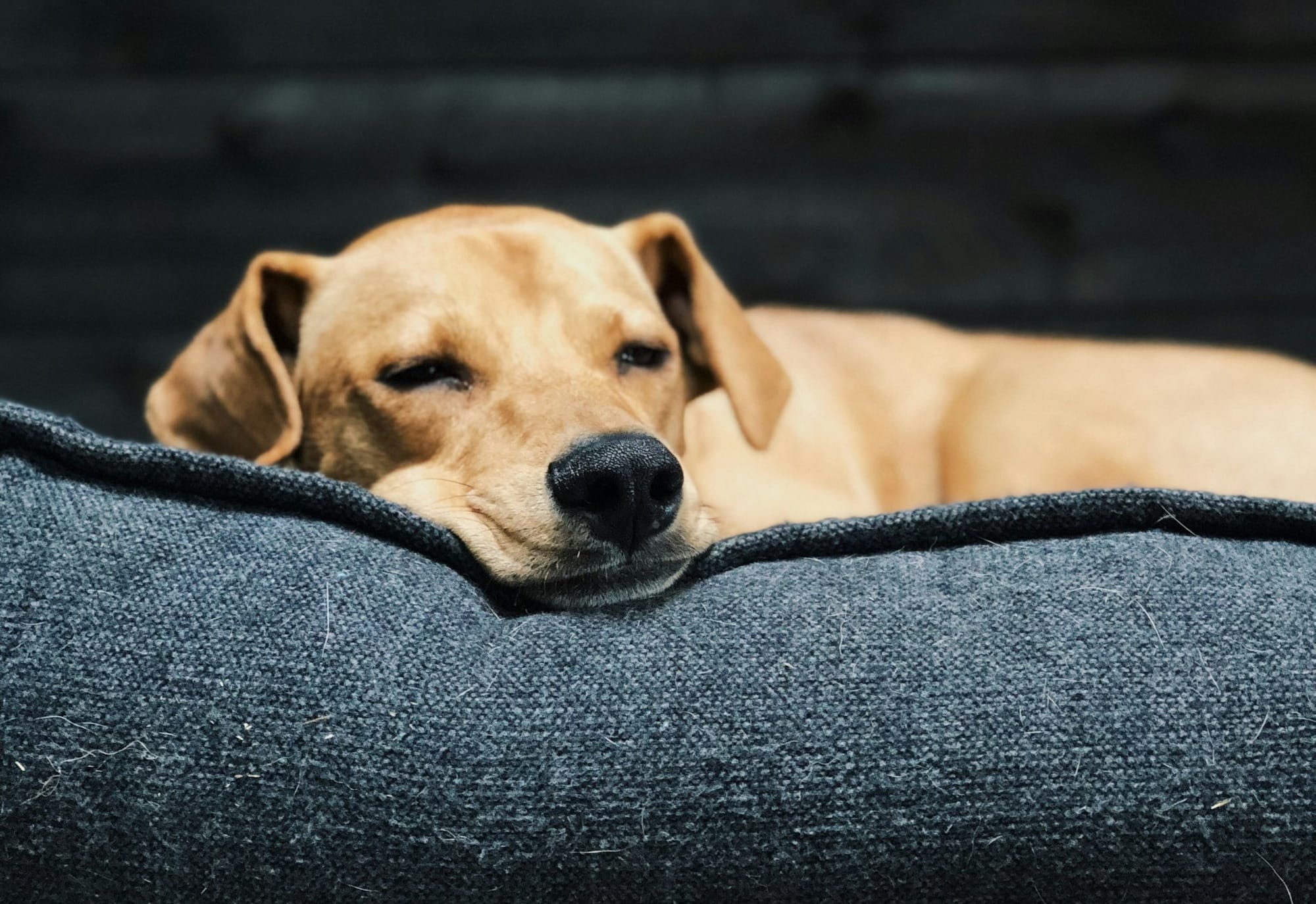 Why Do Dogs Run in Their Sleep